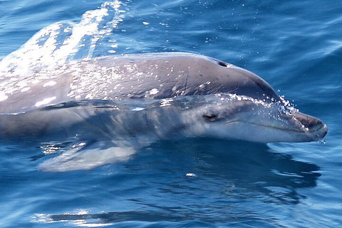 Jervis Bay Dolphin Watch Cruise - Gold Coast Attractions 0