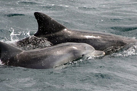 Jervis Bay Dolphin Watch Cruise - Gold Coast Attractions 2