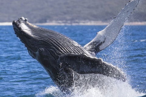 Whale Watching Jervis Bay - Gold Coast Attractions 2