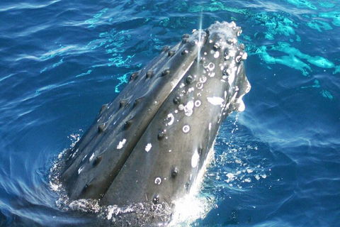 Whale Watching Jervis Bay - Gold Coast Attractions 3