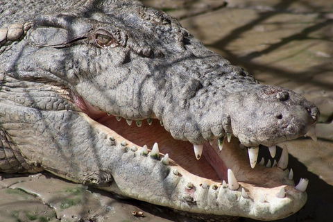 Whitsunday Crocodile Safari Including Lunch - Gold Coast Attractions 1