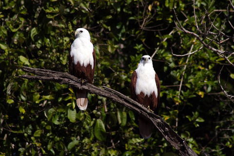 Whitsunday Crocodile Safari Including Lunch - Gold Coast Attractions 2