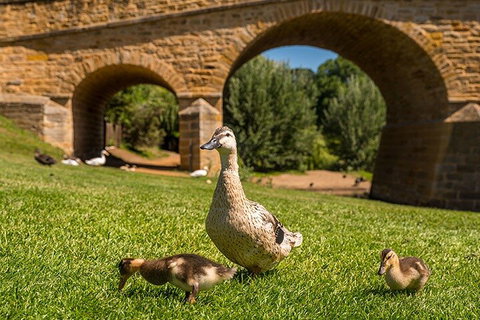 Richmond Historic Afternoon Tour From Hobart - Gold Coast Attractions 1