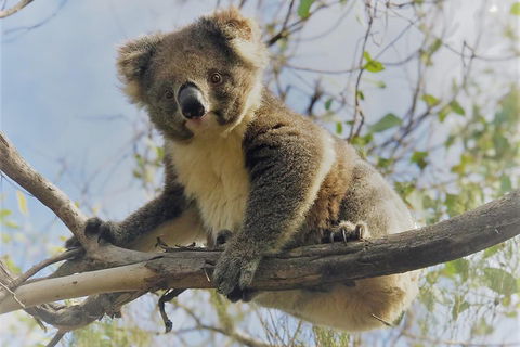 Kangaroo Island Scenic Trail Tour - Gold Coast Attractions 2