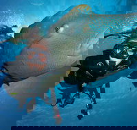 Great Barrier Reef Snorkeling and Diving Cruise from Cairns