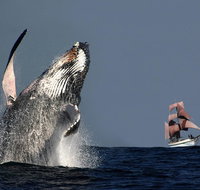 Sydney Harbour Tall Ship Whale  Sail - Whale Watching Cruise - Gold Coast Attractions