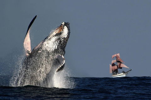 Sydney Harbour Tall Ship Whale & Sail - Whale Watching Cruise - Gold Coast Attractions 0