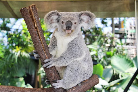 Cairns ZOOM And Wildlife Dome - Gold Coast Attractions 0