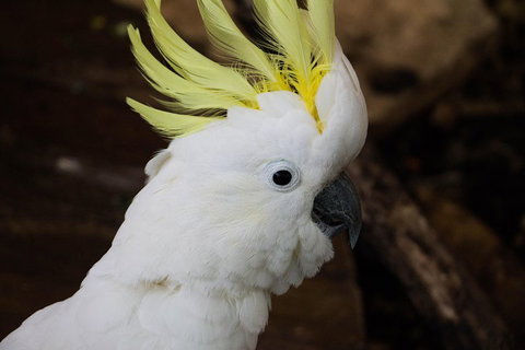 Cairns ZOOM And Wildlife Dome - Gold Coast Attractions 2