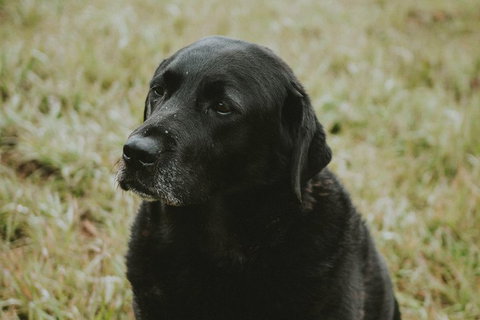 Daylesford Wine Tours: Wine, Cider, Gin, Vodka, Port, Food & Sights Tours! - Gold Coast Attractions 4