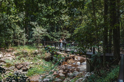 Springbrook AndTamborine Rainforest Tour Incl Natural Bridge And Glow Worm Cave - Gold Coast Attractions 3