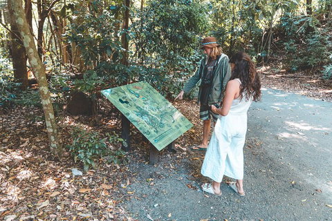 Springbrook AndTamborine Rainforest Tour Incl Natural Bridge And Glow Worm Cave - Gold Coast Attractions 5