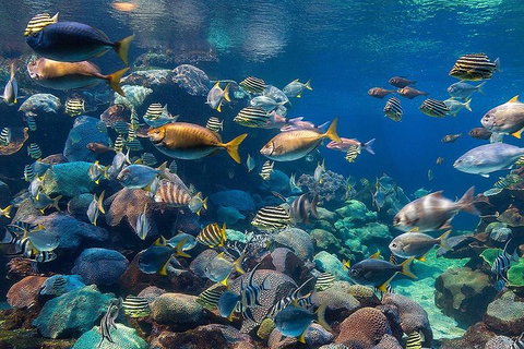 General Admission Entry At AQWA - Gold Coast Attractions 5