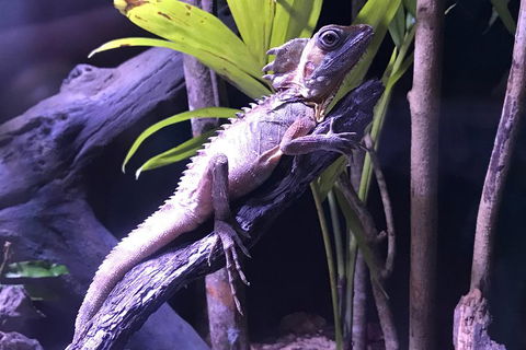 Cairns Aquarium Admission Ticket - Gold Coast Attractions 0