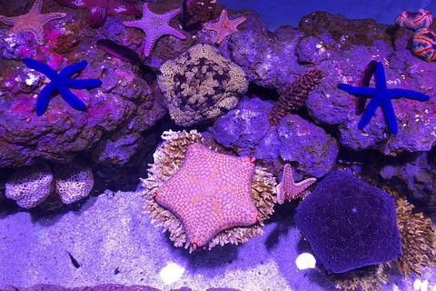 Cairns Aquarium Admission Ticket - Gold Coast Attractions 5