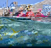 Outer Reef Pontoon Experience from Cairns
