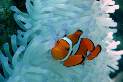 Seastar Luxury Outer Great Barrier Reef Island and Reef Tour from Cairns