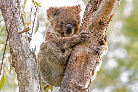 Wild Australian Wildlife 4WD Tour From Sydney - Gold Coast Attractions 1