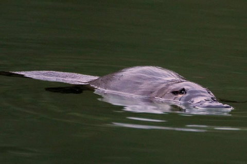 Wild Australian Wildlife 4WD Tour From Sydney - Gold Coast Attractions 2