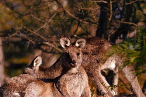 Wild Australian Wildlife 4WD Tour From Sydney - Gold Coast Attractions 3