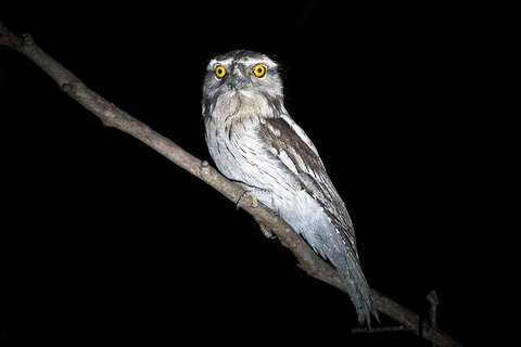 Wild Australian Wildlife 4WD Tour From Sydney - Gold Coast Attractions 4