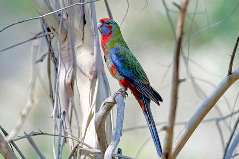 Wild Australian Wildlife 4WD Tour From Sydney - Gold Coast Attractions 5