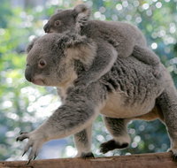 Lone Pine Koala Sanctuary Admission with Brisbane River Cruise - Gold Coast Attractions