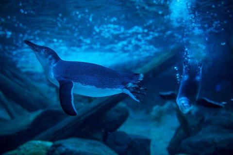SEA LIFE Sunshine Coast Aquarium Entrance Ticket - Gold Coast Attractions 1