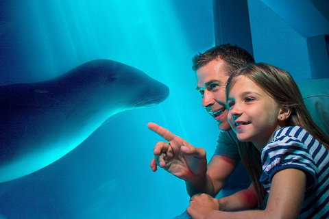 SEA LIFE Sunshine Coast Aquarium Entrance Ticket - Gold Coast Attractions 2