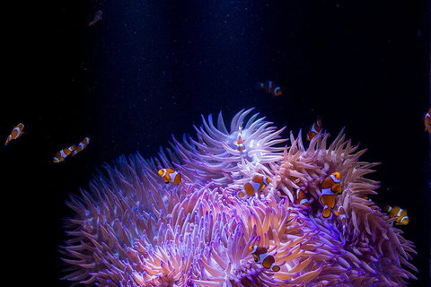 SEA LIFE Sunshine Coast Aquarium Entrance Ticket - Gold Coast Attractions 4