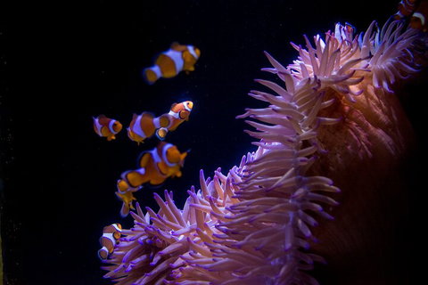 SEA LIFE Sunshine Coast Aquarium Entrance Ticket - Gold Coast Attractions 5