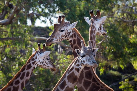 Werribee Open Range Zoo General Admission Ticket - Gold Coast Attractions 0