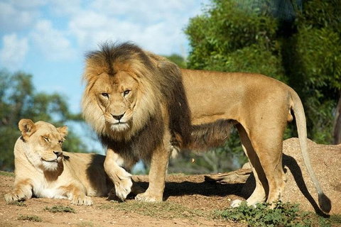 Werribee Open Range Zoo General Admission Ticket - Gold Coast Attractions 1