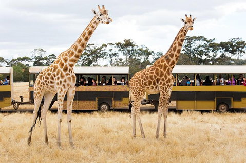 Werribee Open Range Zoo General Admission Ticket - Gold Coast Attractions 2