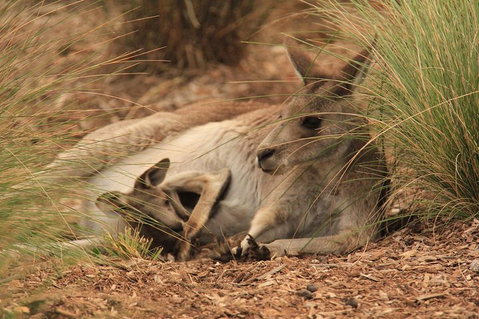 Werribee Open Range Zoo General Admission Ticket - Gold Coast Attractions 3