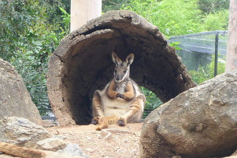 Featherdale Wildlife Park General Admission - Gold Coast Attractions 2