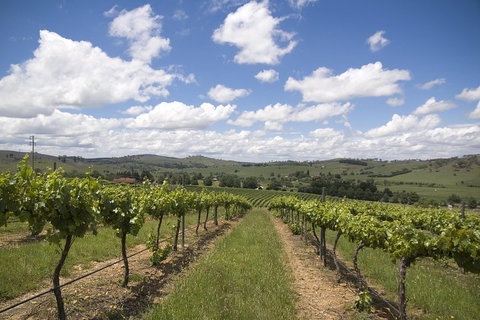 Hunter Valley Wine Tour From Sydney Incl Lunch, Cheese, Chocolate And Distillery - Gold Coast Attractions 0