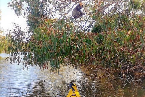 Kangaroo Island Self-Guided Kayaking On The Harriet River - Gold Coast Attractions 4