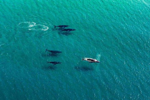 25-30 Minute Newcastle & Macquarie Helicopter Shared Flight - Gold Coast Attractions 4