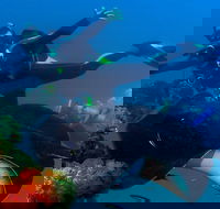 Scuba Dive the S.S. Yongala Wreck on the Great Barrier Reef. - Gold Coast Attractions